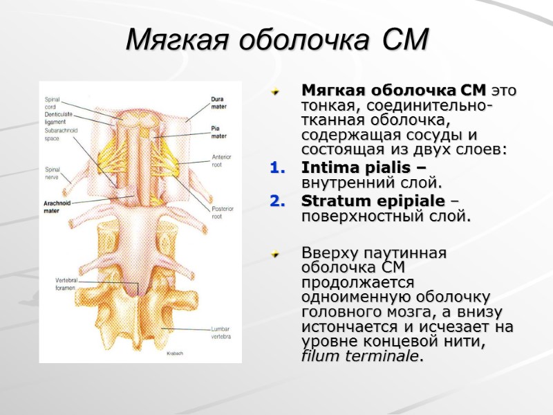 Мягкая оболочка СМ  Мягкая оболочка СМ это тонкая, соединительно-тканная оболочка, содержащая сосуды и